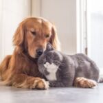 encontrar pets perdidos 1
