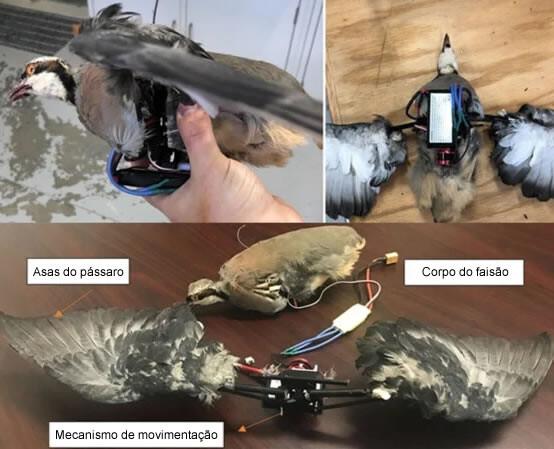 partes do drone pássaro faisão