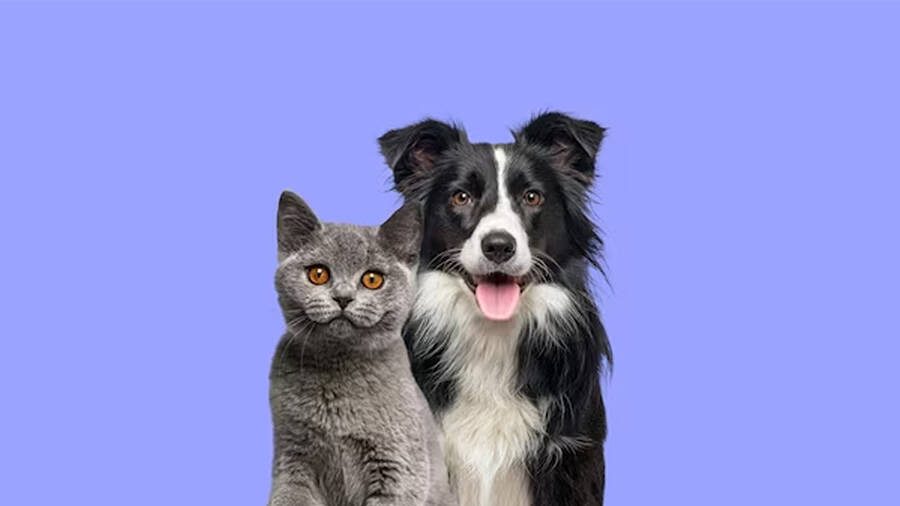 Comunicação animal com IA, na foto gato e cachorro