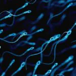 Composto promete liga/desliga para fertilidade masculina, sem hormônios espermatozoides
