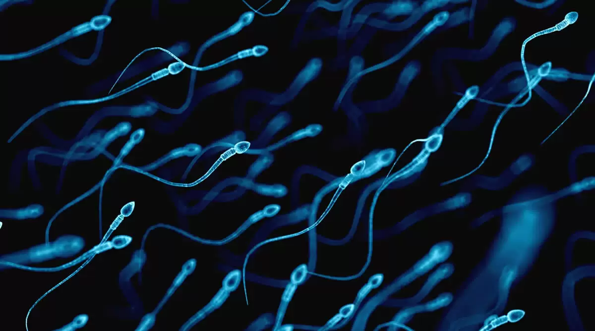 espermatozoides