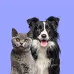 IA poderá auxiliar a comunicação com animais Comunicacao-animal-com-IA-na-foto-gato-e-cachorro-freepik